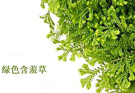 綠色含羞草PPT模板