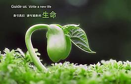 谱写新的生命绿芽PPT模板
