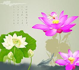 荷韻 3圖片
