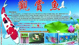 觀賞魚圖片