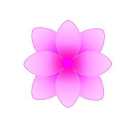 花朵图片