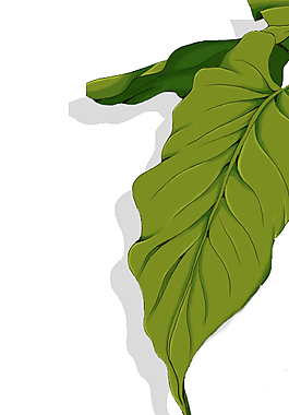 手繪植物綠葉psd源文件綠色樹葉