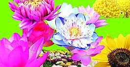 花朵圖片