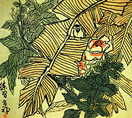 芭蕉月季