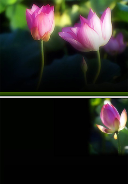 荷花ppt模板