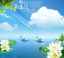 白蓮圖片