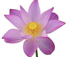 矢量 蓮花圖片