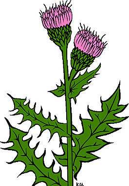 刺兒荊剪貼畫