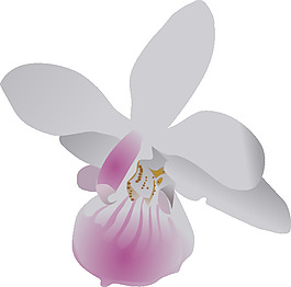 Orchidea剪貼畫