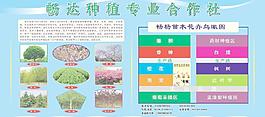 園林苗木圖片