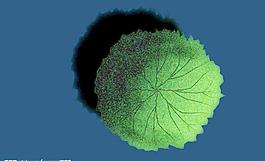 植物圖片