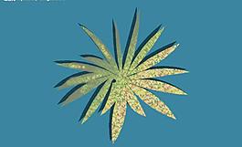 植物圖片