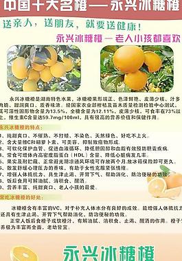 冰糖橙圖片