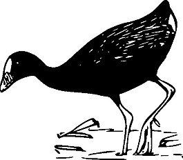 紫水雞剪貼畫(huà)