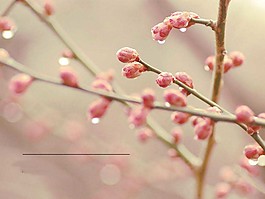 春暖花開(kāi)ppt模板