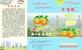 冰糖橙圖片
