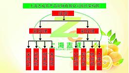 組織結(jié)構(gòu)圖圖片