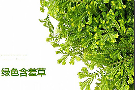 清新綠色含羞草ppt背景