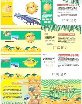 柑橘 桔子 胡柚 臍橙說明書圖片