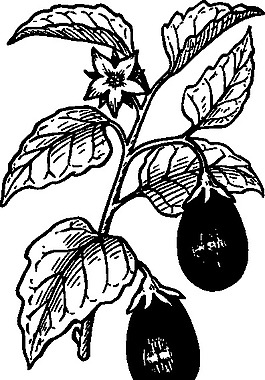 茄子剪貼畫