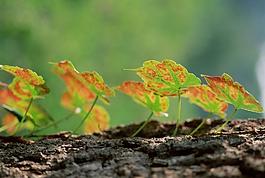 美麗樹葉圖片