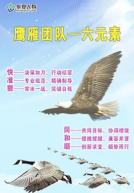 鹰雁团队图片