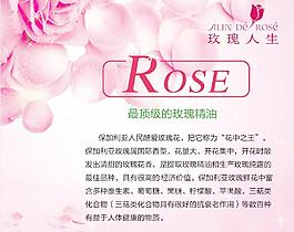 玫瑰圖片