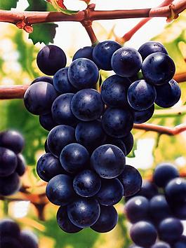 葡萄圖片
