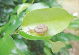 蝸牛圖片
