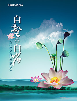 荷花