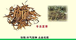 藥品 冬蟲夏草圖片