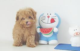 西瓜真好吃圖片