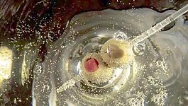 洋酒特寫圖片