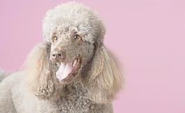 貴賓犬圖片