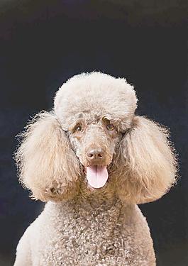 貴賓犬圖片