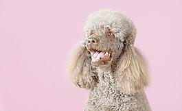 貴賓犬圖片