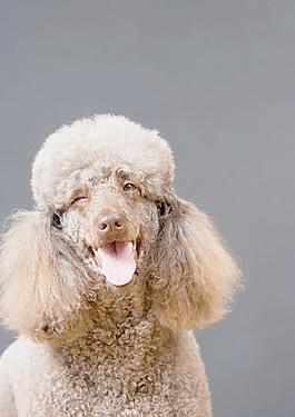貴賓犬圖片