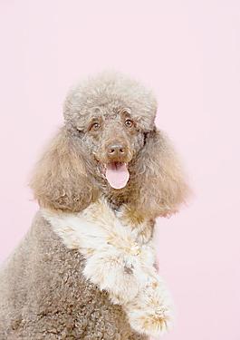 貴賓犬圖片