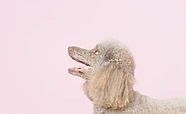 貴賓犬圖片
