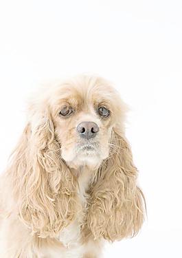 貴賓犬圖片