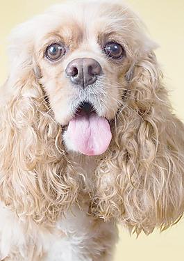 貴賓犬圖片