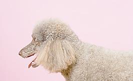 貴賓犬圖片