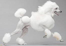 貴賓犬圖片