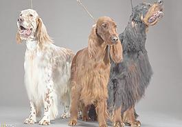 貴賓犬圖片