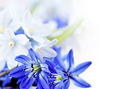 紫色鮮花ppt模板