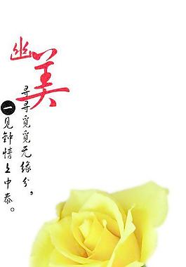 幽美 玫瑰圖片