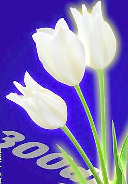 白玫瑰圖片