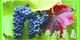 牛奶葡萄圖片