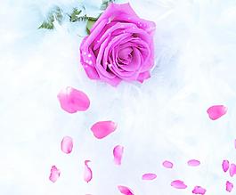 玫瑰花圖片