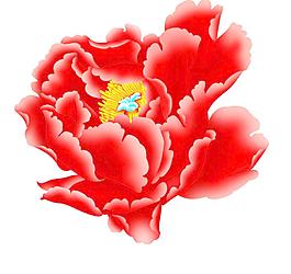 玫瑰花 花圖片